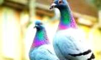 How does a pigeon send a letter to find a way home?