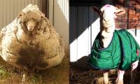 How does a sheep deal with its wool if it is not sheared by humans?