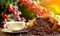 How does coffee affect human health?