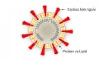 How does corona virus attack human cells?