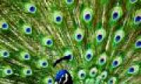 How does ostentatious traits of males evolve?