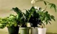How does plants 'breathe'?