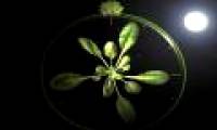 How does plants regulate circadian rhythms?