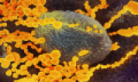 How does the immune system fight nCoV?