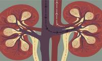 How does the kidney filter blood?