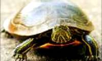 How does turtle turtle evolve?