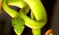 How is bitten by poisonous snake, first aid?