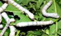 How is silk created?