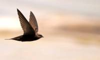 How long can a bird fly without landing?