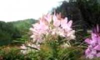 How many species of flowering plants?
