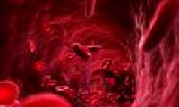 How much blood does the human body contain?