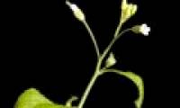 How plants respond to gravity, pressure and impact