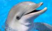 How smart is dolphin?