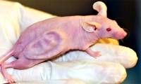 How the mouse with human ears changed the world?