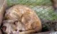 How to detect fake mink coffee