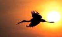 How to determine simple directions by sun and experience