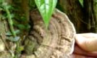 How to distinguish and choose good Ganoderma