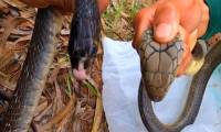 How to distinguish between king cobra, common cobra, and rat snake.