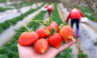 How to distinguish Moc Chau strawberries from Chinese strawberries