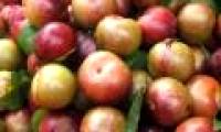 How to distinguish Vietnamese plums and Chinese plums