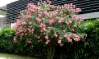 How to grow and care vy wing flowers