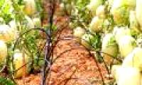 How to grow pepino wrong fruit in potted plants for every home