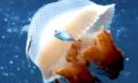 How to handle when being stung by jellyfish and cramps during summer bathing