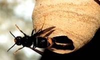 How to identify bee species and how to treat stings