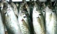 How to identify phenol poisoned fish