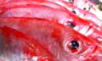 How to identify urea-impregnated seafood