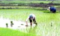 How to improve rice yield on degraded land