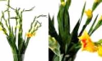 How to keep fresh gladiolus flowers long during Tet holidays