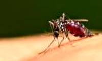 How to kill mosquitoes quickly in 10 minutes