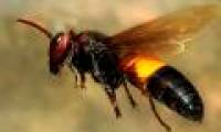 How to recognize killer bumblebees