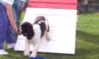 How to train a dog?