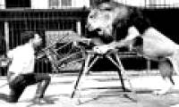 How was the circus lion domestication work done?