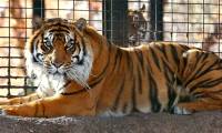 How will dead tigers in zoos be handled?