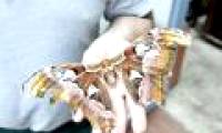 Huge butterfly