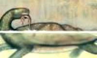 Huge giant turtle by car