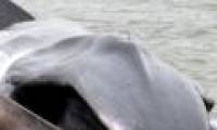 Huge gray back whale washed into New York City