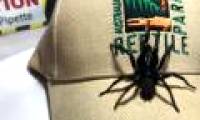 Huge individual spider species in the world