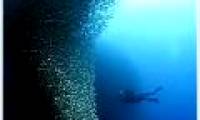'Huge wall of fish' under the sea