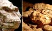 Human ancestors knew how to walk with their feet even while living on trees