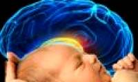 Human brain develops fastest after birth