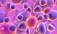 Human brain stem cells