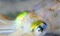 Human eyes and squid eyes have the same evolutionary process