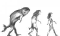 Human feet and hands have evolved from ancient fish fins