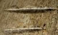 Humans know how to use the tool from 3.4 million years ago