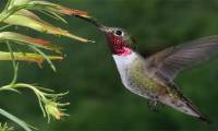 Hummingbirds can see the color 'invisible'