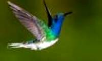 Hummingbirds 'snoring' like humans
